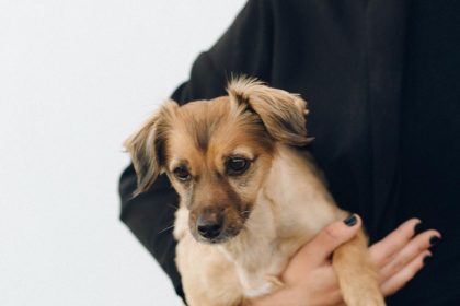 instructores de animales amigos unidos por los animales ong uruguay